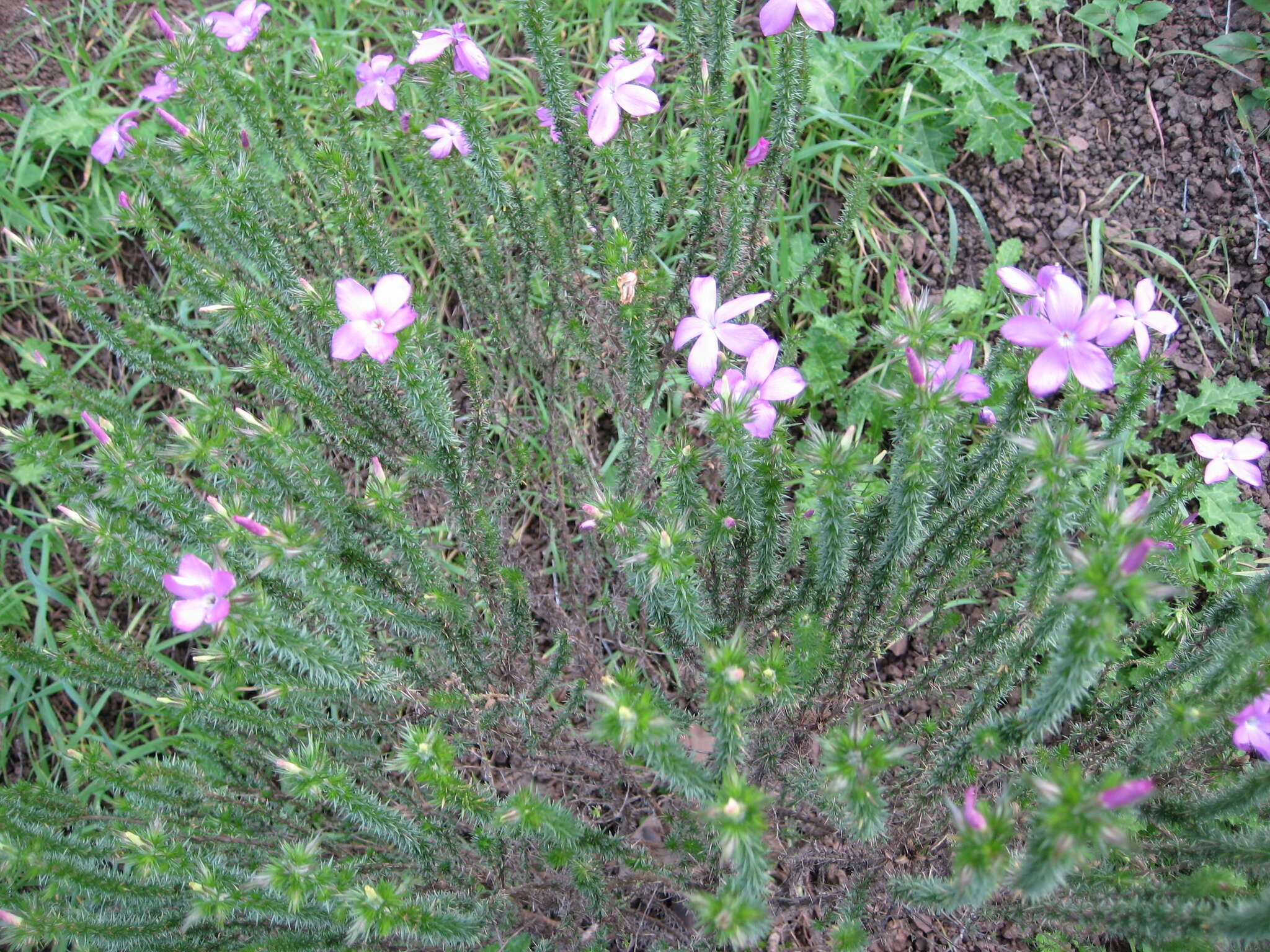 Image of Linanthus californicus (Hook. & Arn.) J. M. Porter & L. A. Johnson