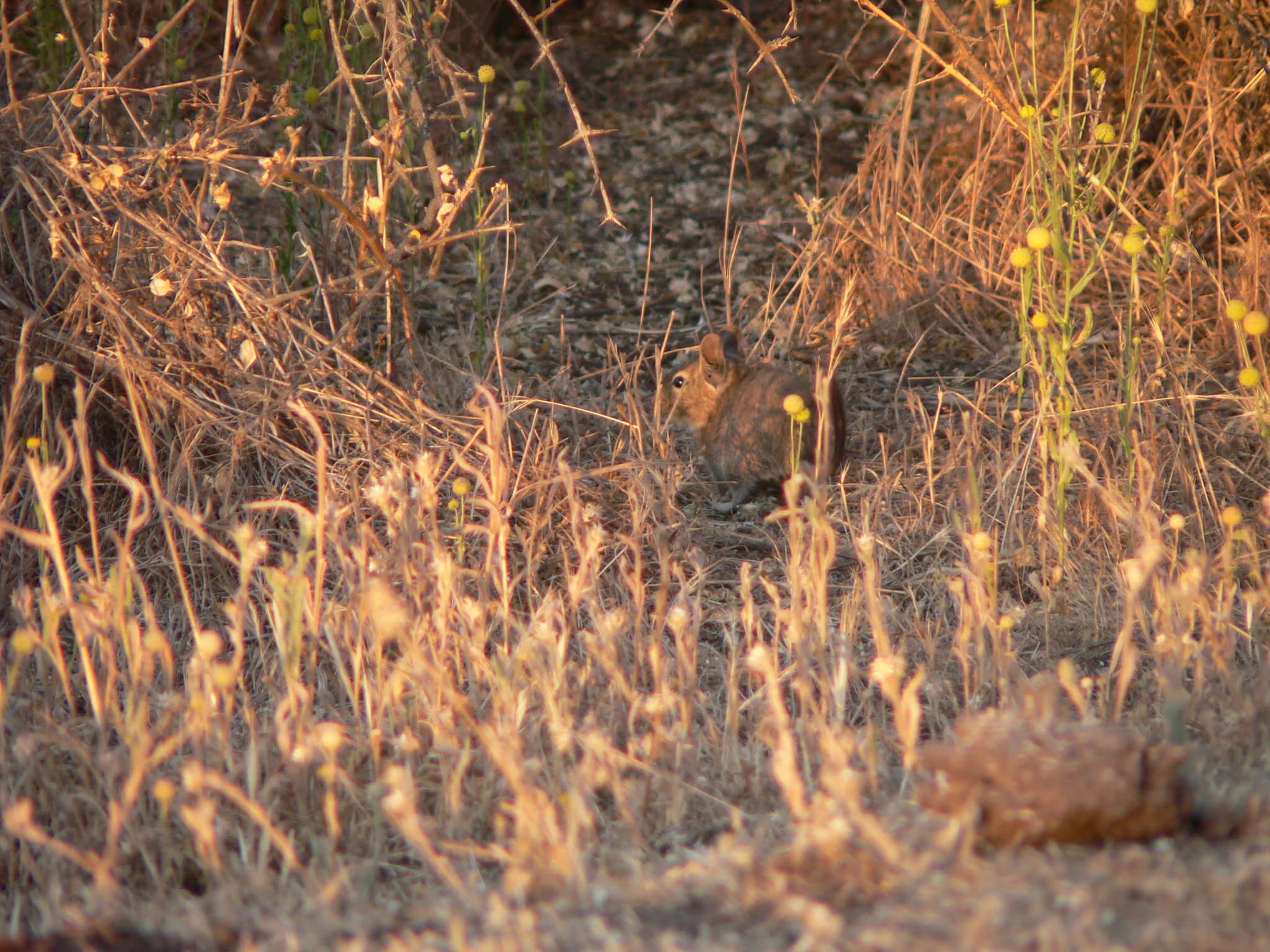 Image of degu