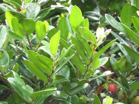 Image of Diospyros scabrida var. scabrida