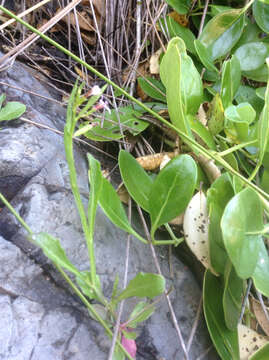 Image of Lobelia anceps L. fil.