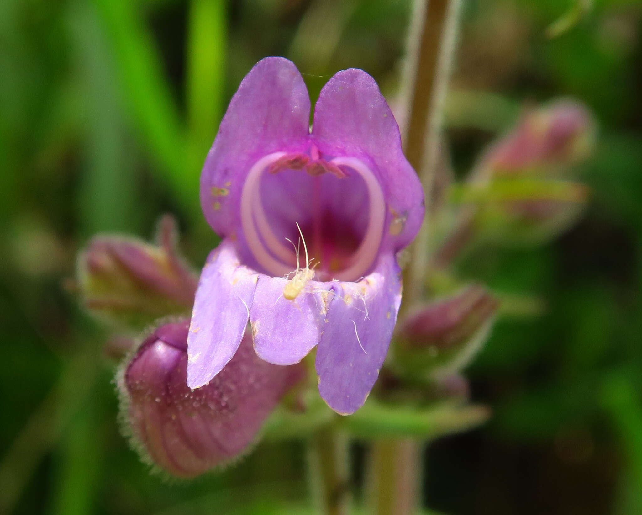 Image of Rattan's beardtongue