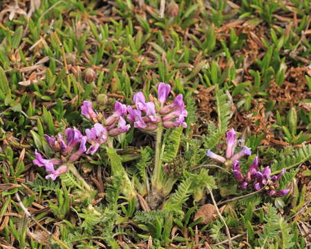 Image of <i>Oxytropis borealis</i> var. <i>hudsonica</i>