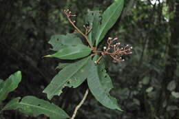 Image of Parathesis sessilifolia J. D. Smith