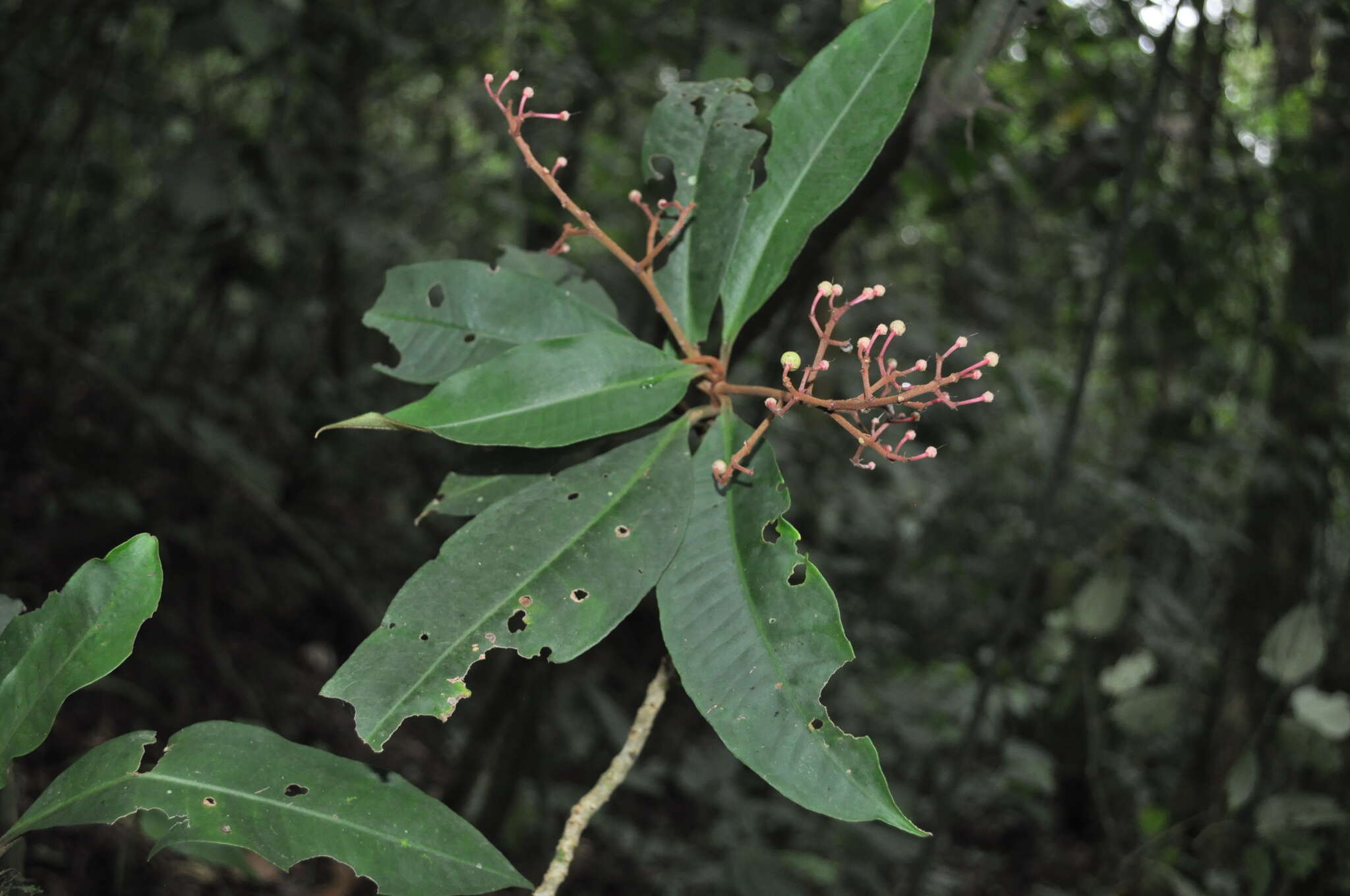 Image of Parathesis sessilifolia J. D. Smith