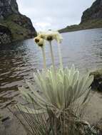 Image of Espeletia conglomerata A. C. Smith