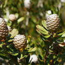 Image of Leucadendron muirii Phillips