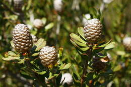 Imagem de Leucadendron muirii Phillips