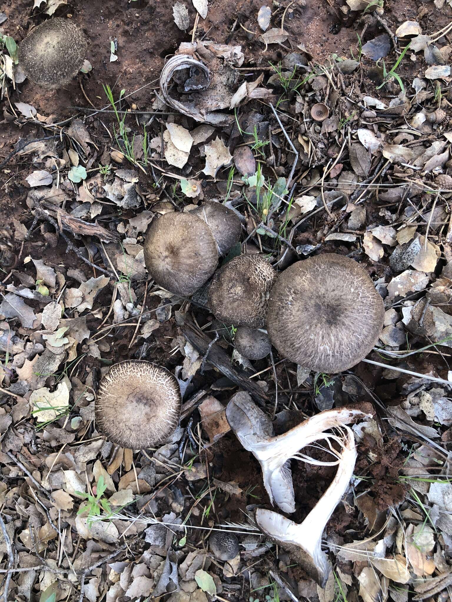 Image of Tricholoma moseri Singer 1989