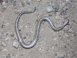 Image of Two-spotted Snake