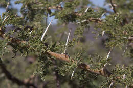 Vachellia hebeclada (DC.) Kyal. & Boatwr. resmi