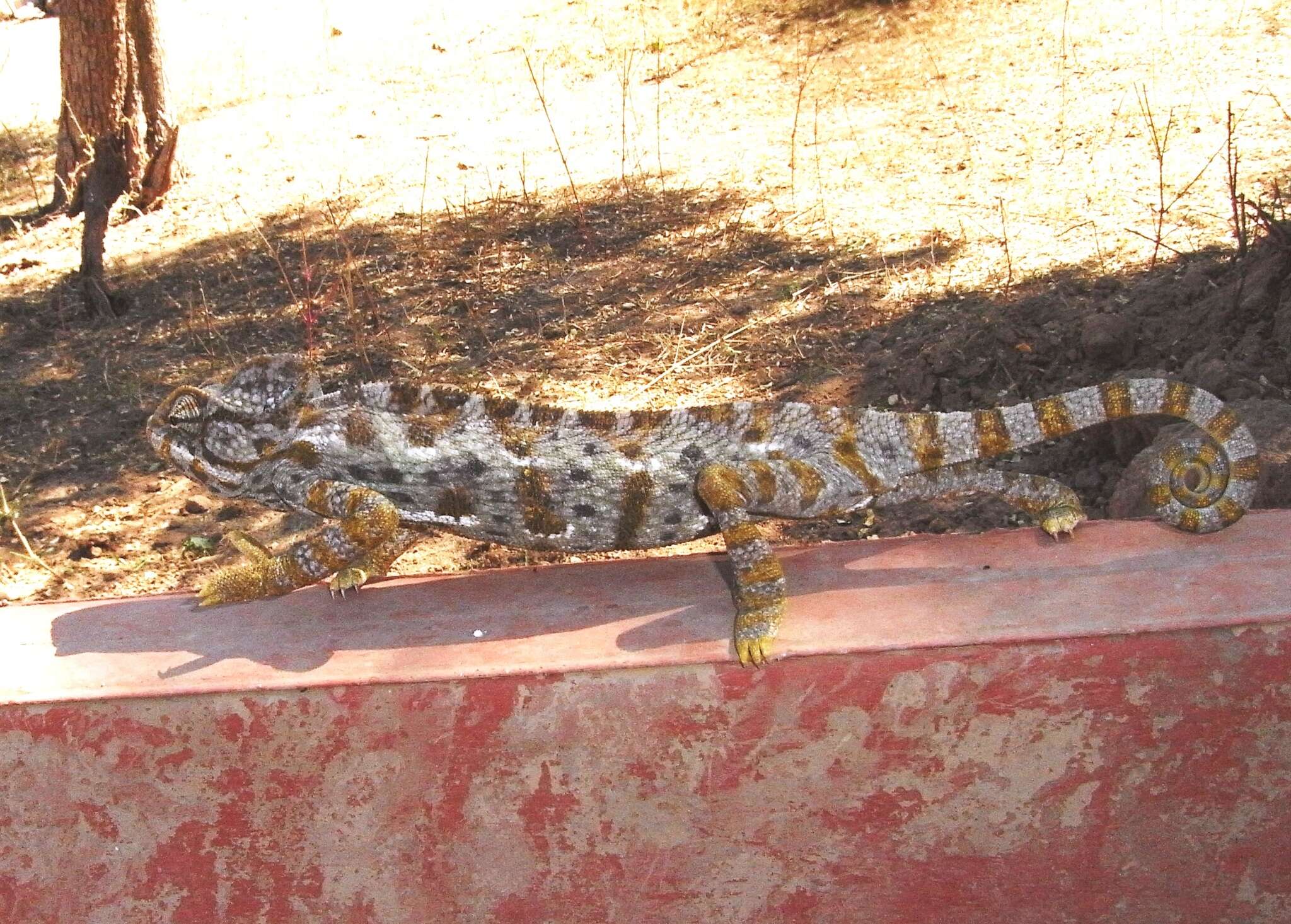 Image of Arabian Chameleon