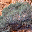 Image of Ficus desertorum
