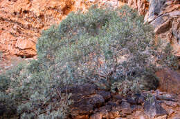 Imagem de Ficus desertorum