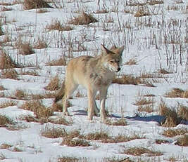 Image of Brush Wolf