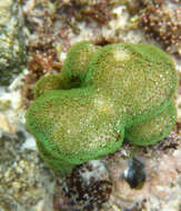 Image of hump coral