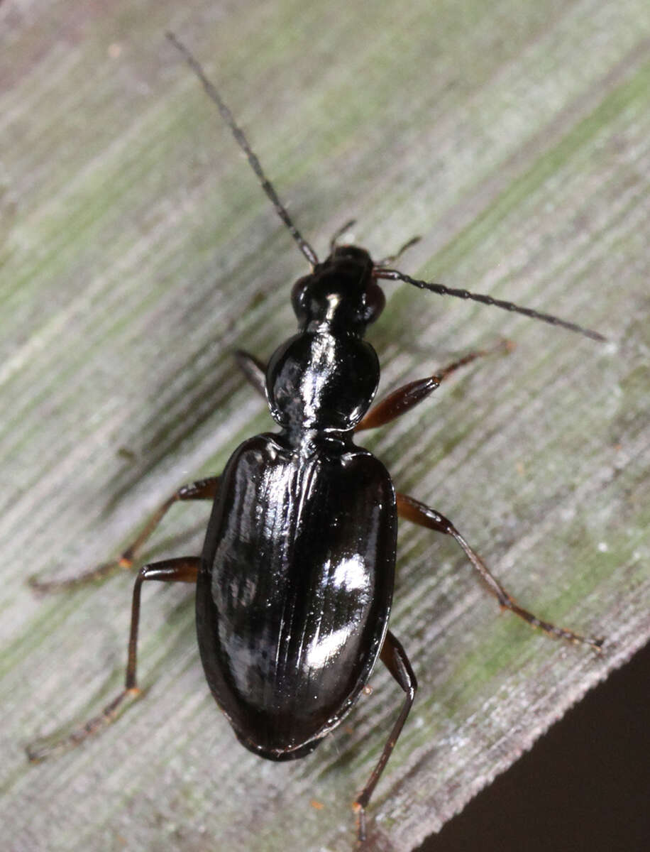 Image of Agonum (Olisares) aeruginosum Dejean 1828