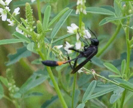 Image of Ammophila nigricans Dahlbom 1843