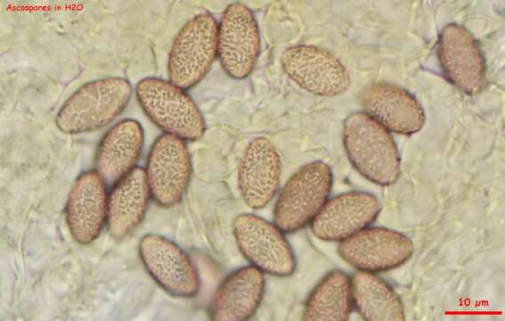 Sivun Ascobolus lineolatus Brumm. 1967 kuva