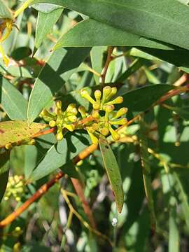 Image of Eucalyptus nebulosa A. M. Gray