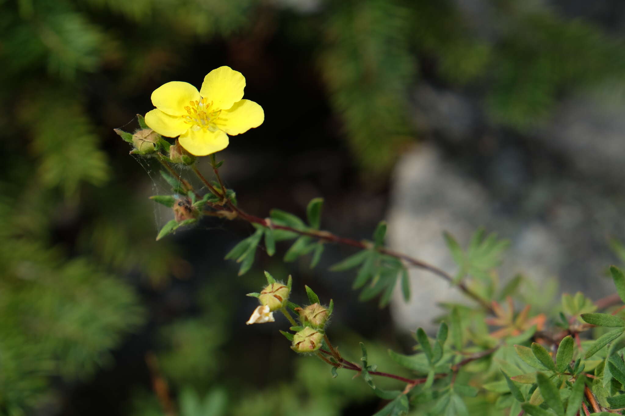 Image of Dasiphora fruticosa (L.) Rydb.