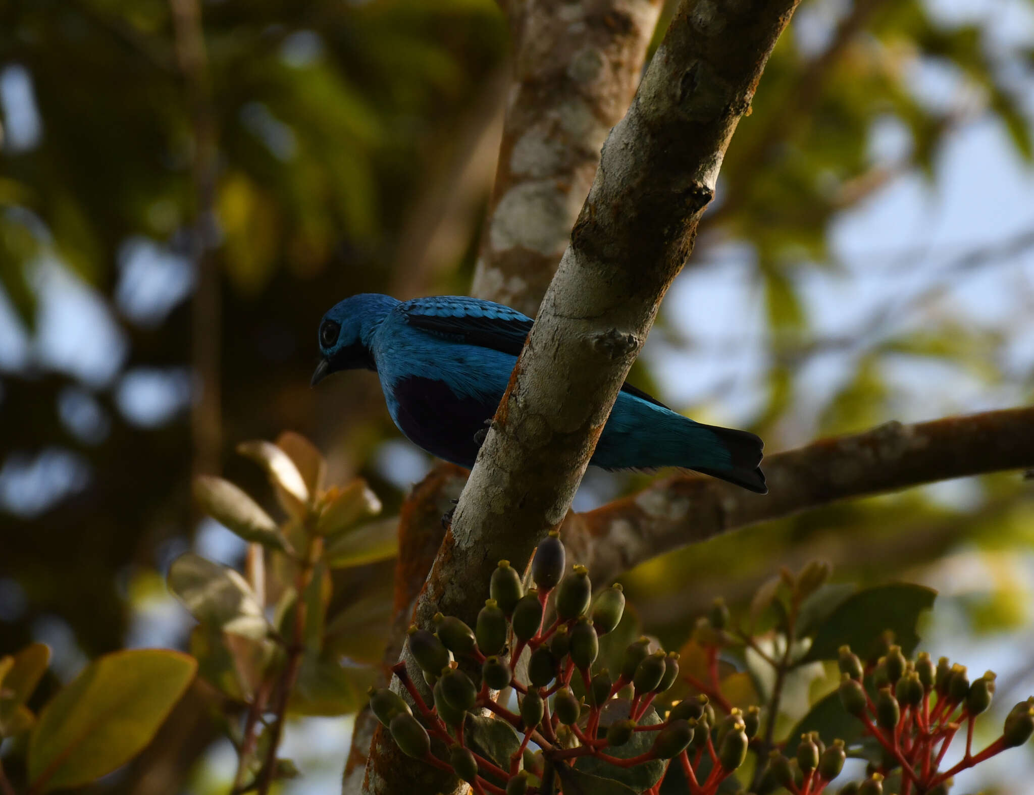 Слика од Cotinga nattererii (Boissonneau 1840)