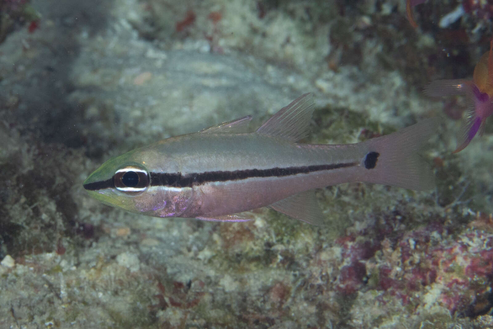 Image of Bridled cardinalfish