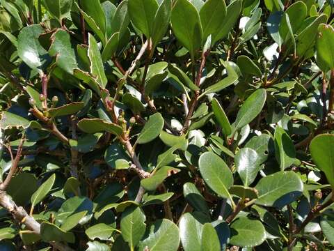 Sivun Rhaphiolepis indica var. umbellata (Thunb. ex Murray) H. Ohashi kuva