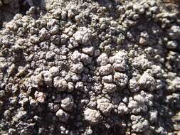 Image of California pore lichen