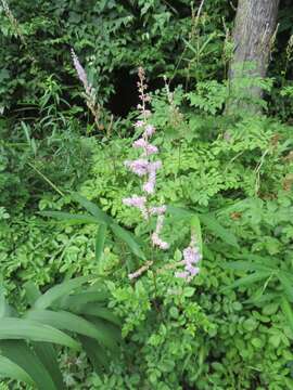 Astilbe microphylla Knoll resmi