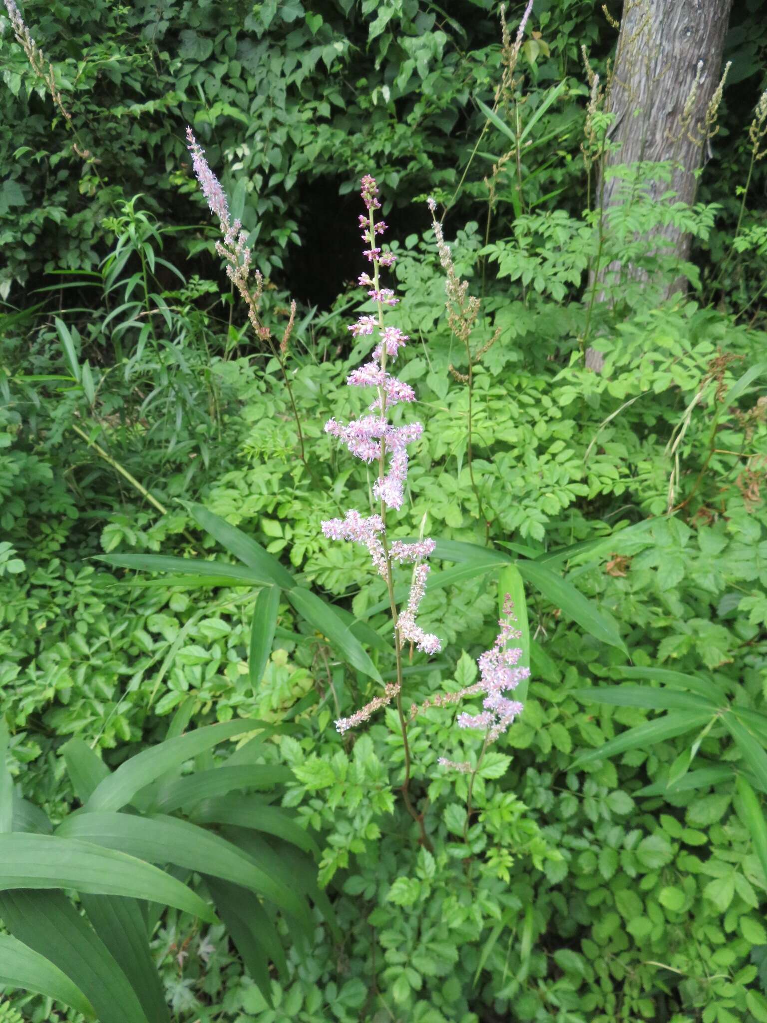 Image of Astilbe microphylla Knoll