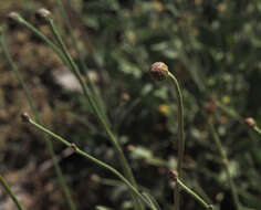 Image of Cephalaria stellipilis Boiss.