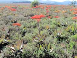 Image of Aloe striata Haw.