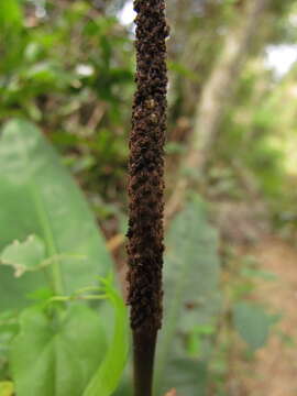 Image of Anthurium gaudichaudianum Kunth