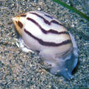 Image of striped acteon