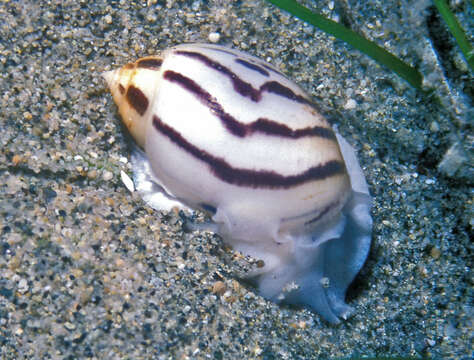 Image of striped acteon