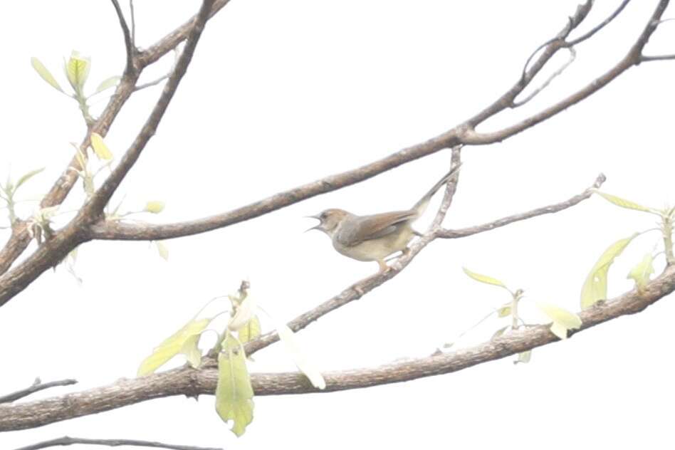 Imagem de Prinia erythroptera (Jardine 1849)