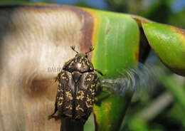 Image of Protaetia (Miksicia) acuminata (Fabricius 1775)