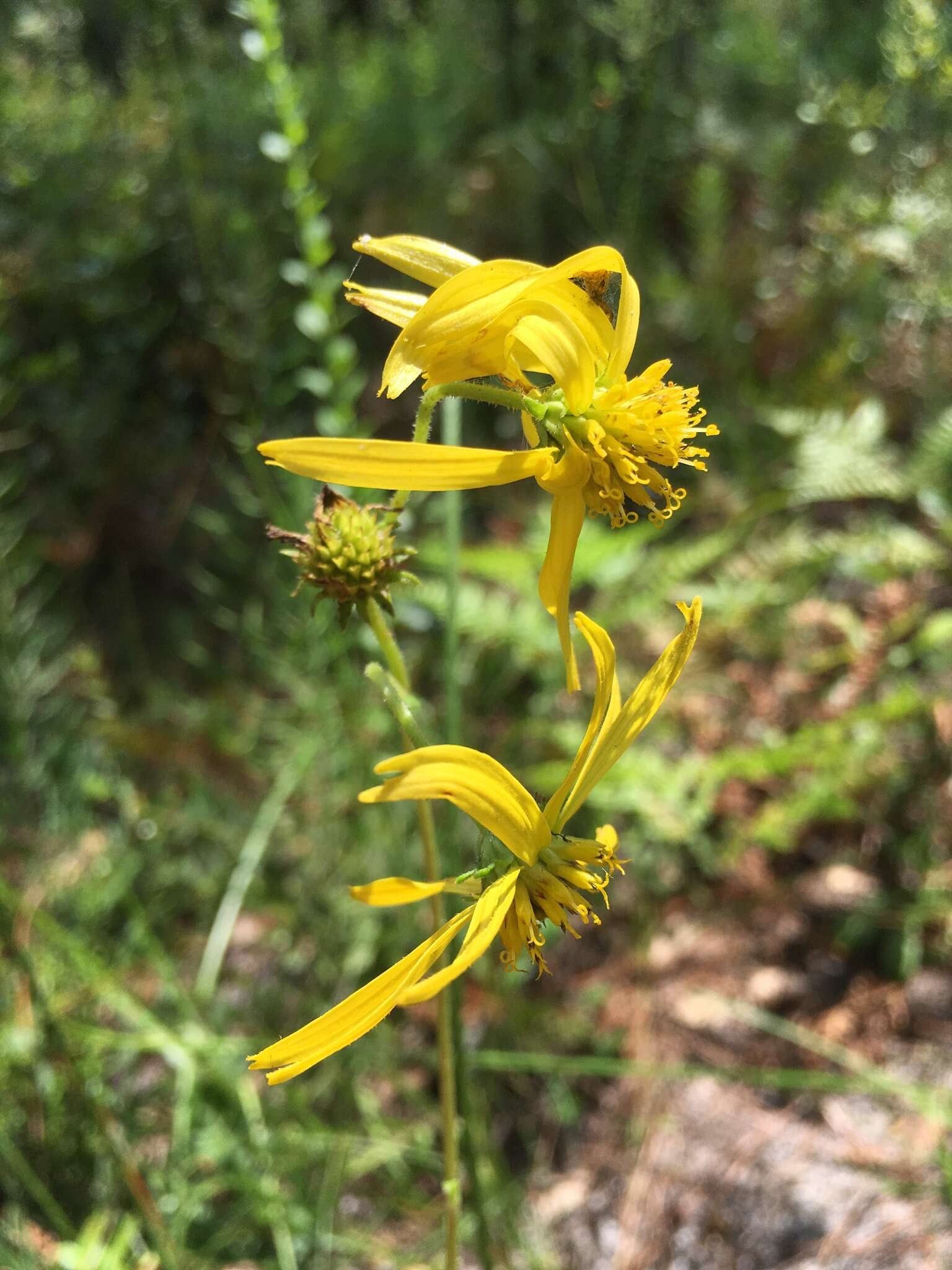 Image de Verbesina heterophylla (Chapman) A. Gray