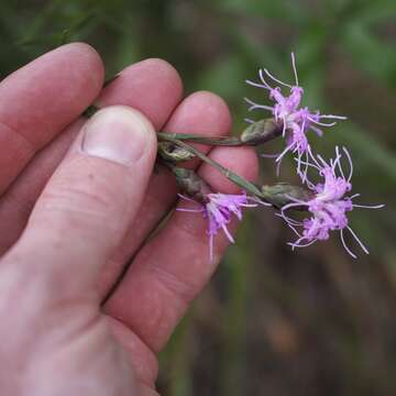 Image of Ontario blazing star