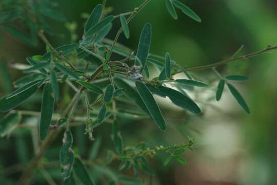 Imagem de Lespedeza virginica (L.) Britton