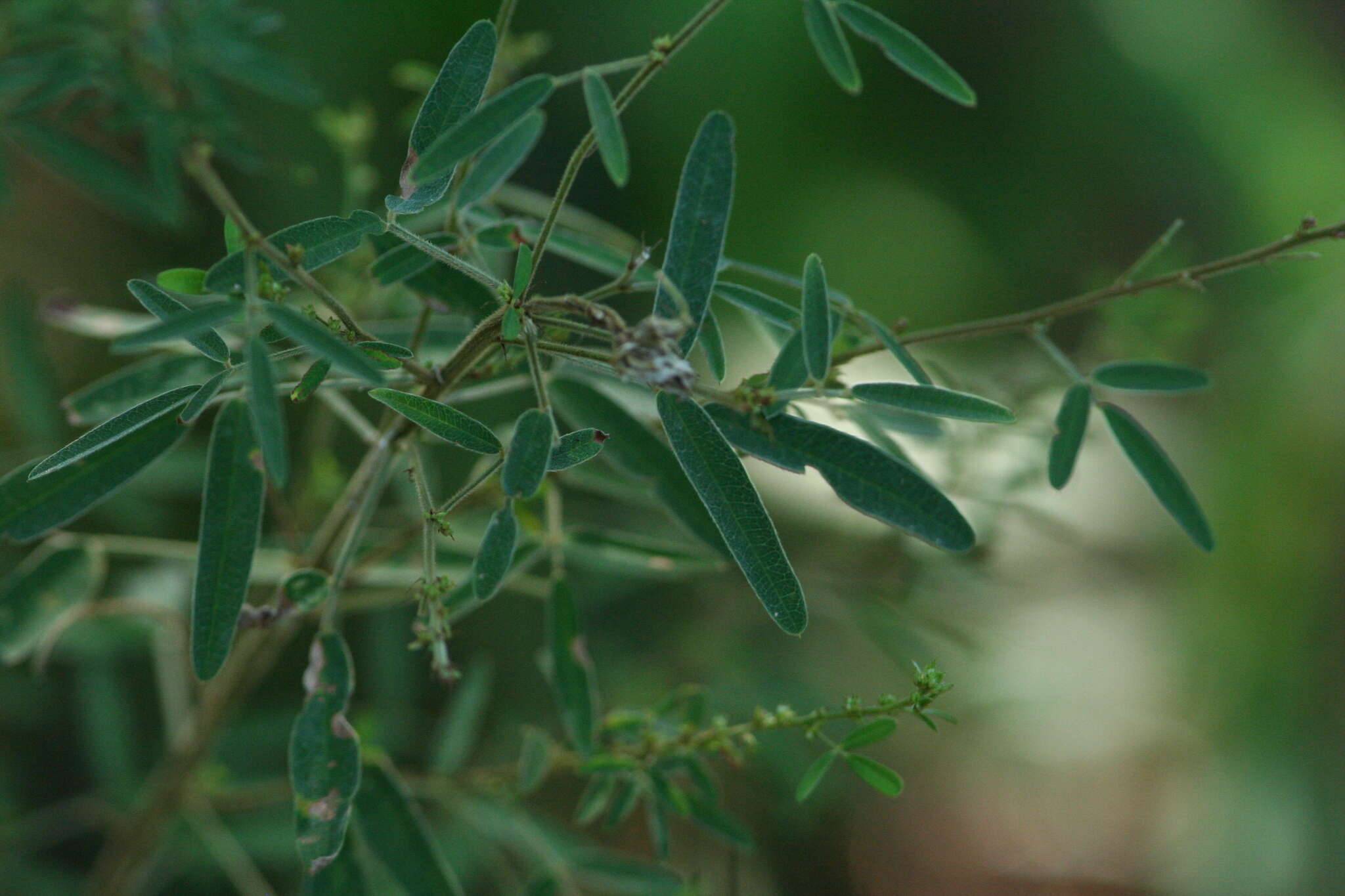 Слика од Lespedeza virginica (L.) Britton