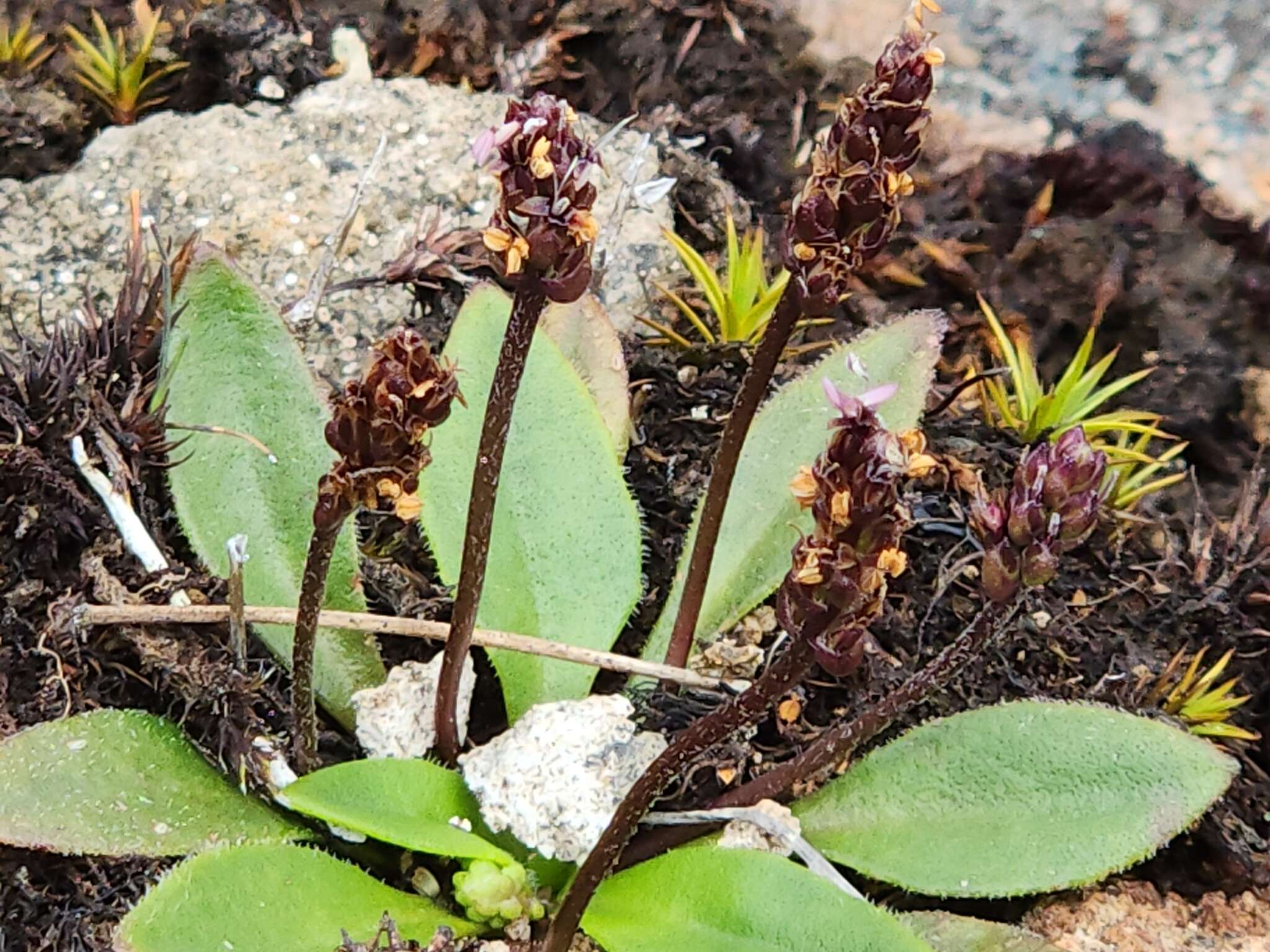 Plantago tasmanica Hook. fil. resmi