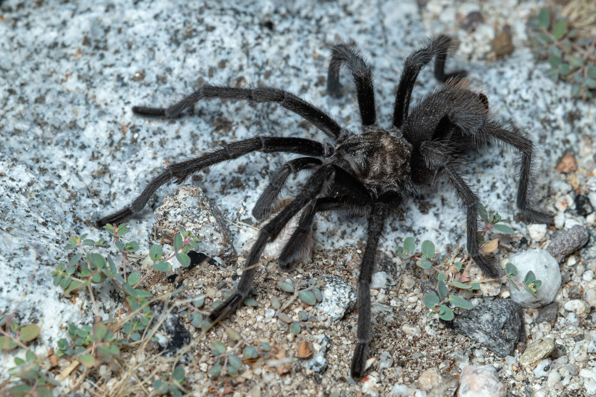 Image de Aphonopelma xwalxwal Hamilton 2016