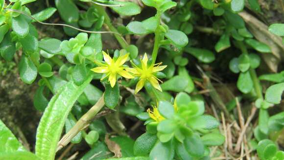 Image of Sedum bulbiferum Makino