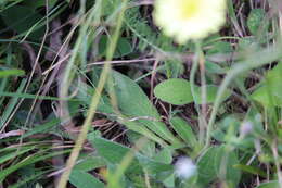 Sedum hispanicum L. resmi