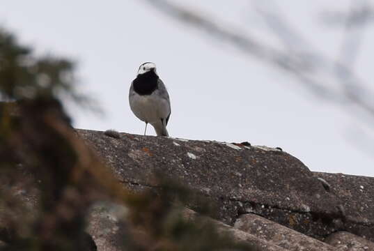 Image of Pied Wagtail and White Wagtail