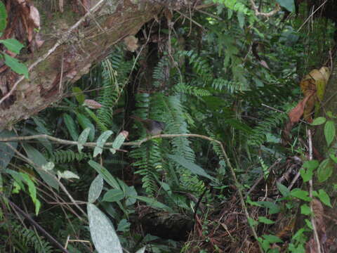 Image of Mountain Fulvetta