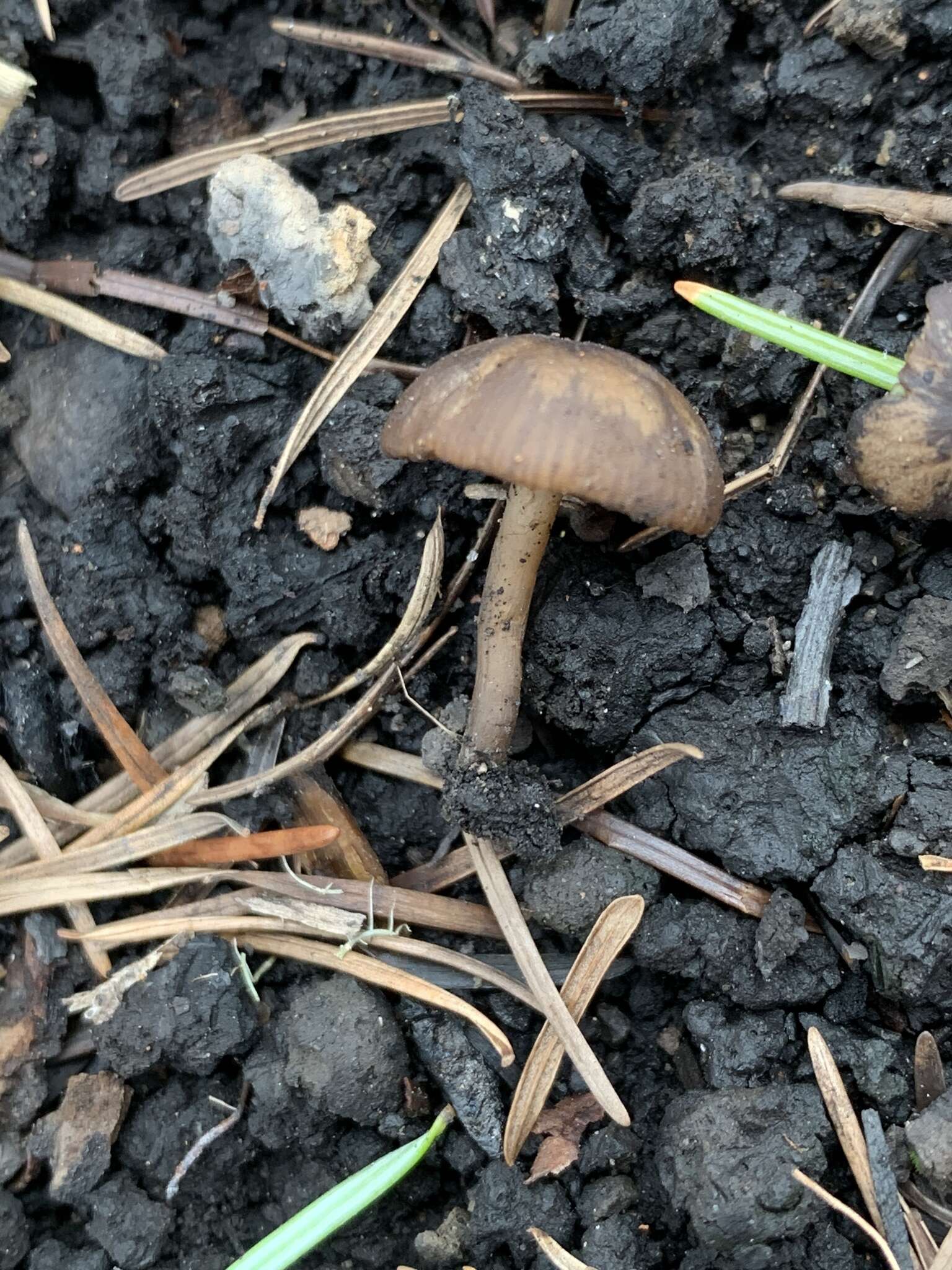 Слика од Tephrocybe anthracophila (Lasch) P. D. Orton 1969