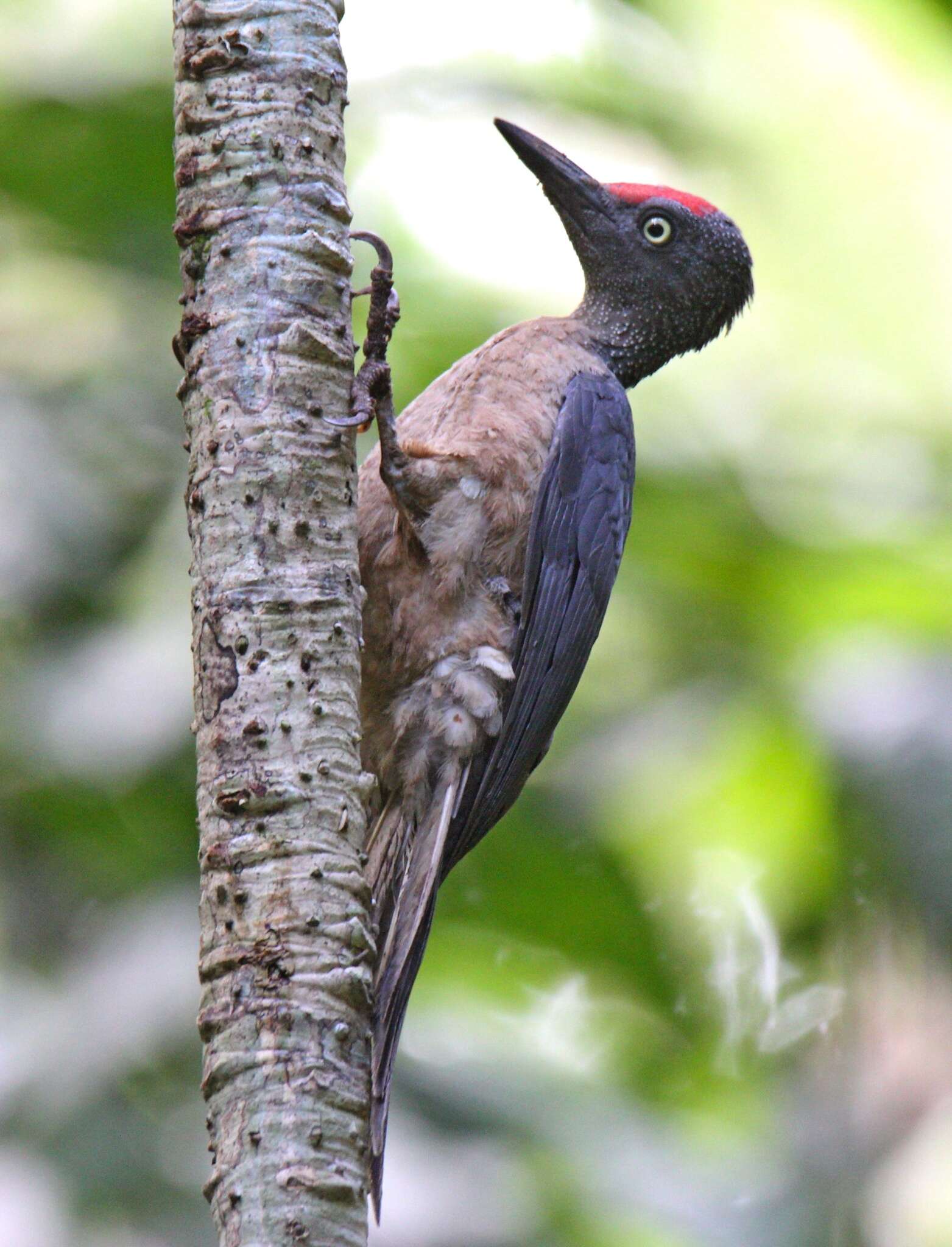 Image of Ashy Woodpecker