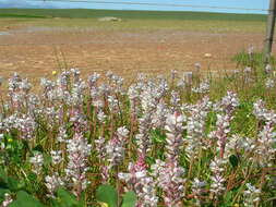 Image of Lachenalia bachmannii Baker